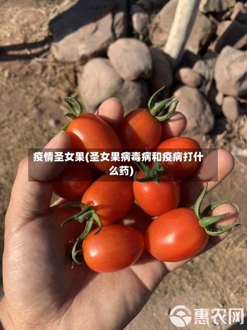 疫情圣女果(圣女果病毒病和疫病打什么药)