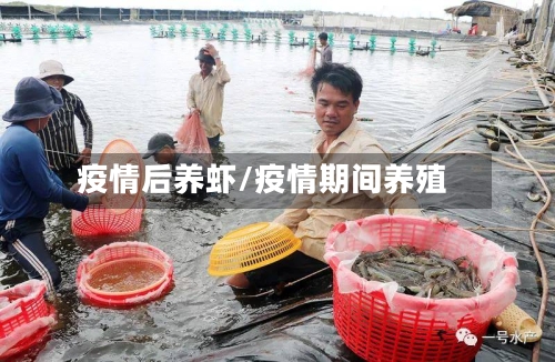 疫情后养虾/疫情期间养殖-第2张图片