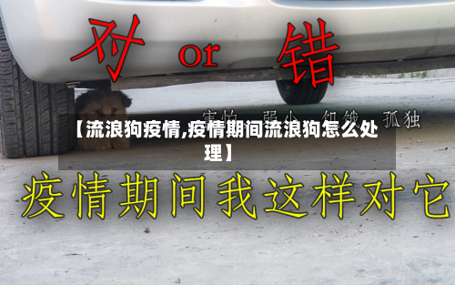 【流浪狗疫情,疫情期间流浪狗怎么处理】-第2张图片