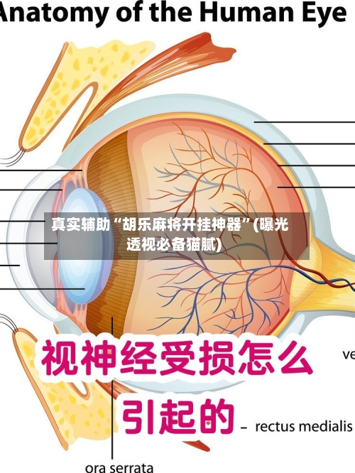 真实辅助“胡乐麻将开挂神器”(曝光透视必备猫腻)-第3张图片