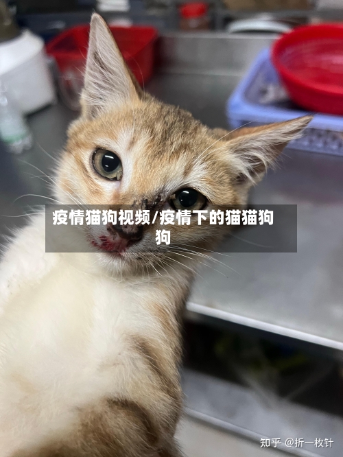 疫情猫狗视频/疫情下的猫猫狗狗