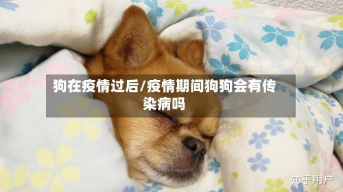 狗在疫情过后/疫情期间狗狗会有传染病吗-第3张图片