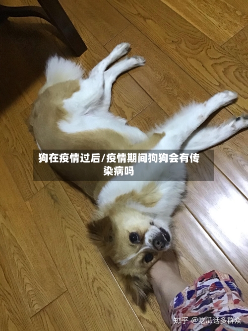 狗在疫情过后/疫情期间狗狗会有传染病吗
