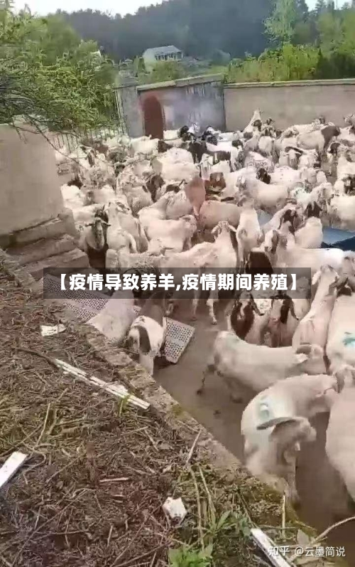 【疫情导致养羊,疫情期间养殖】-第2张图片