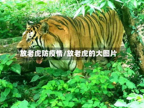 放老虎防疫情/放老虎的大图片-第2张图片