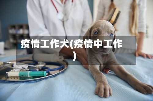 疫情工作犬(疫情中工作)-第3张图片
