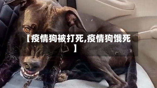 【疫情狗被打死,疫情狗饿死】