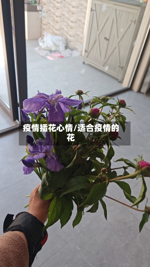 疫情插花心情/适合疫情的花