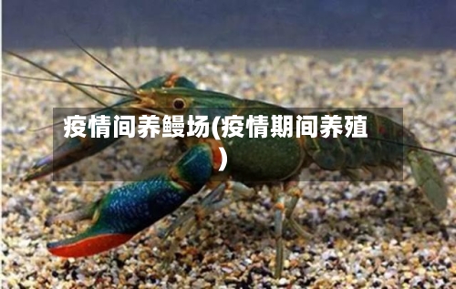 疫情间养鳗场(疫情期间养殖)-第2张图片