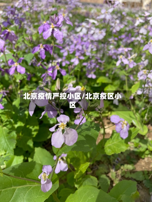 北京疫情严控小区/北京疫区小区-第2张图片