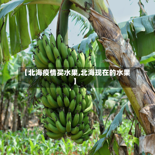 【北海疫情买水果,北海现在的水果】