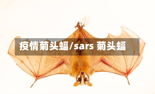 疫情菊头蝠/sars 菊头蝠-第2张图片